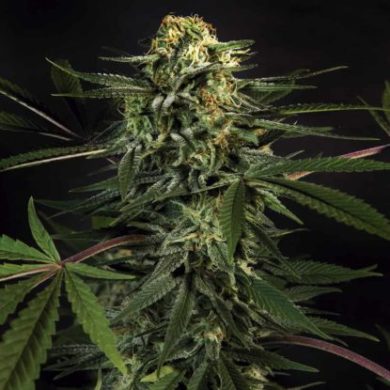 Bild von Green Tiger-Pflanze Fast Flowering Cannabis Samen aus dem Sensoryseeds Shop