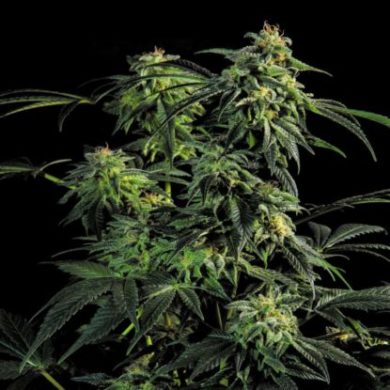 Bild von Obg Kush-Pflanze Fast Flowering Cannabis Samen aus dem Sensoryseeds Shop