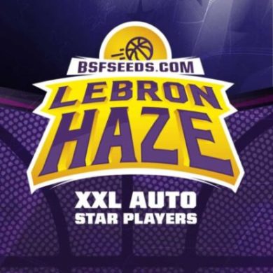 Logo von Lebron Haze um auto Cannabis Samen BSF bestellen