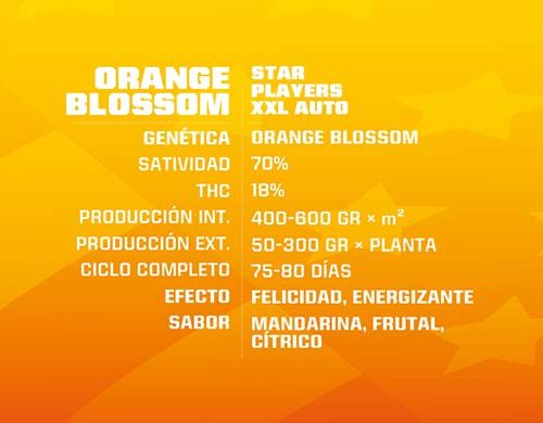 Orange Blossom Cannabis Samen autoflowering Produktbeschreibung aus dem Sensoryseeds Shop