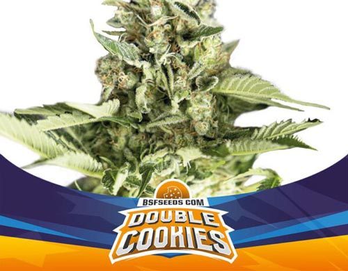 Titelbild von Double Cookies-Pflanze der Cannabis Samen Packung von Sensoryseeds