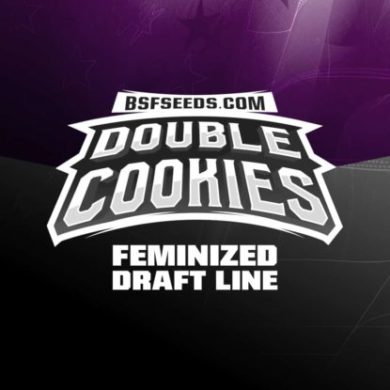 Titelbild von Double Cookies Produktbeschreibung um Cannabis Samen feminisierte BSF bestellen