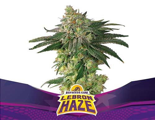 Titelbild von Lebron Haze-Pflanze der feminisierten Cannabis Samen Packung von Sensoryseeds