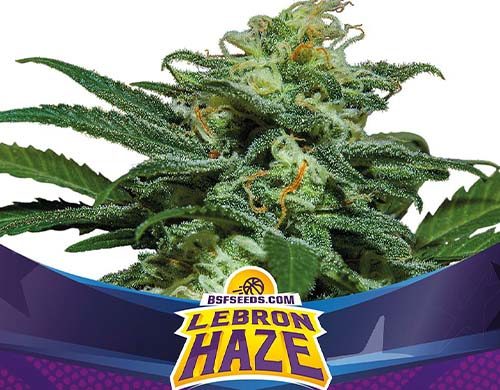 Titelbild von Lebron Haze Produktbeschreibung um Cannabis Samen automatic BSF bestellen
