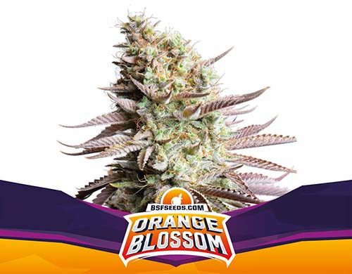 Titelbild von Orange Blossom-Pflanze feminisierte Cannabis Samen Packung aus dem Sensoryseeds Shop