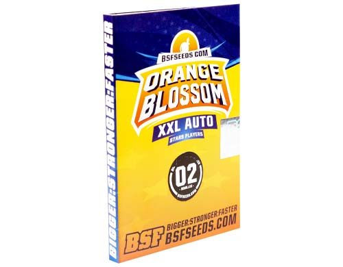 Titelbild-Orange-Blossom-Produktbeschreibung-Cannabis-Samen-autoflowering-Sensoryseeds-Shop