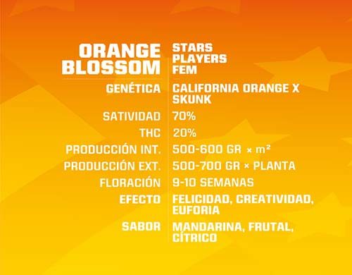 Titelbild von Orange Blossom Produktbeschreibung mit Cannabis Samen feminisierte BSF Informationen