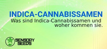 INDICA CANNABISSAMEN