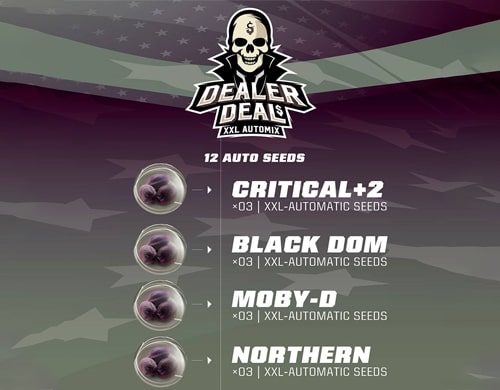 Dealer Deal XXL Automix Cannabis Samen Produktbeschreibung aus dem Sensoryseeds Shop