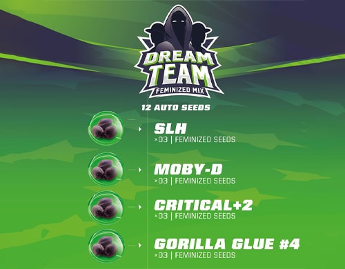 Dream-Team-Feminized-Mix-feminisierte-Cannabis-Samen feminisierte Cannabis Samen Produktbeschreibung aus dem Sensoryseeds Shop