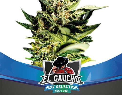 Titelbild von El Gaucho-Pflanze der fast Flowering Cannabis Samen Packung von Sensoryseeds