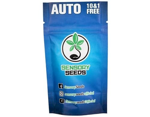 Gorilla Glue #4 autoflowering Bulk Cannabis Samen Informationen
