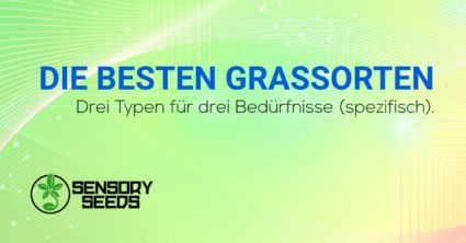 Was sind die besten Grassorten