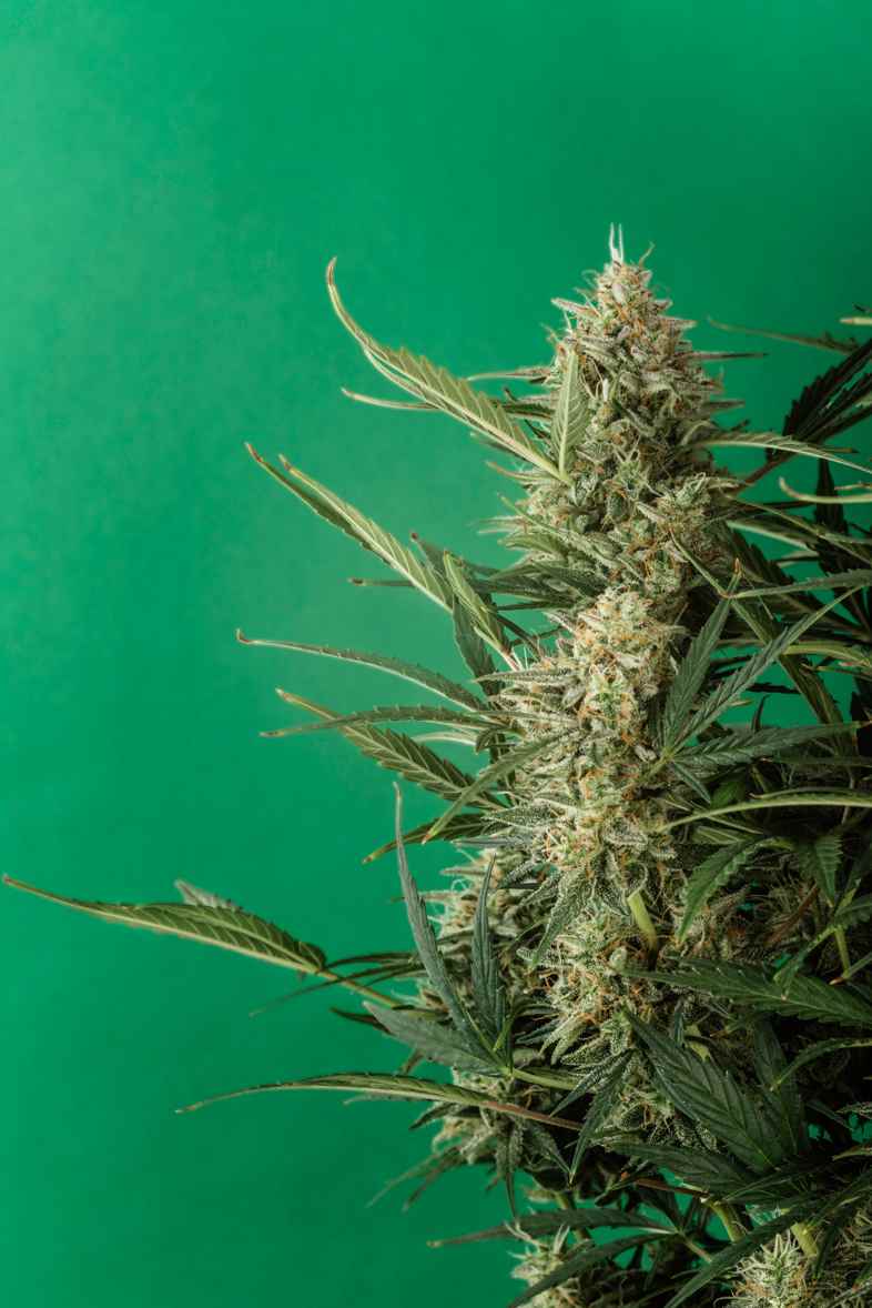 San Fernando OG Valley Kush: hier geboren | Sensory Seeds