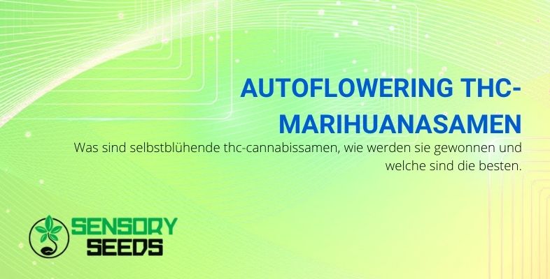 https://www.sensoryseeds.de/wp-content/uploads/2021/03/W%C3%A4hlen-Sie-Cannabis-Samen-THC-Autoflowering.jpg