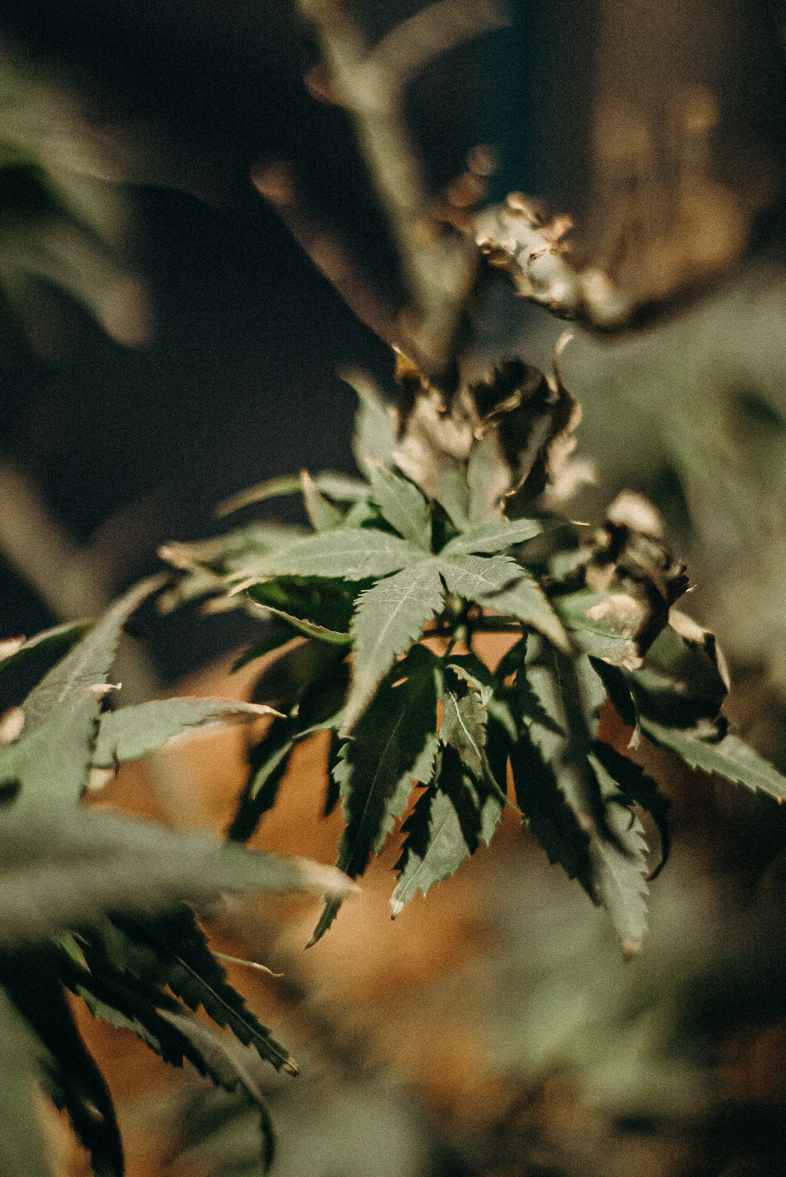 Botrytis-kranke Cannabis-Pflanze