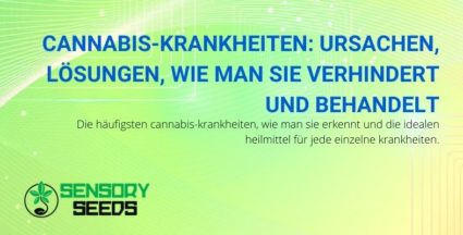 Ursachen und Lösungen für die häufigsten Cannabiskrankheiten