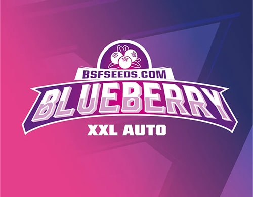 Blueberry auto cannabis samen