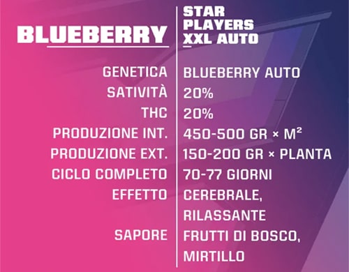 Informationen über cannabis samen automatic Blueberry