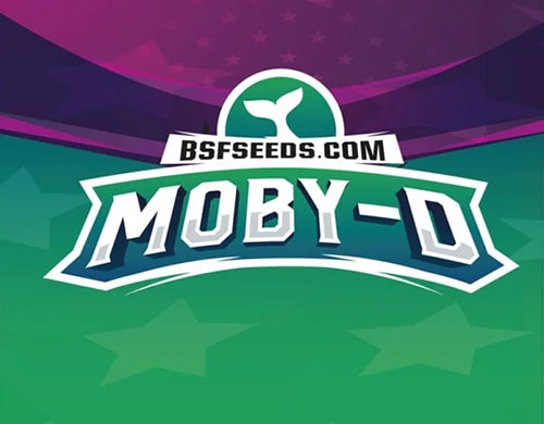 Moby-D xxl auto cannabis samen automatic