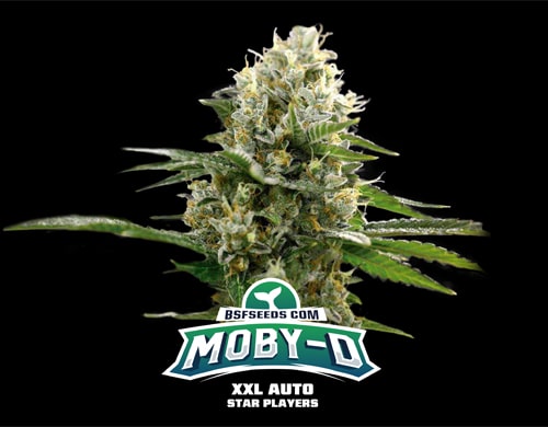 auto cannabis samen Moby-D xxl auto