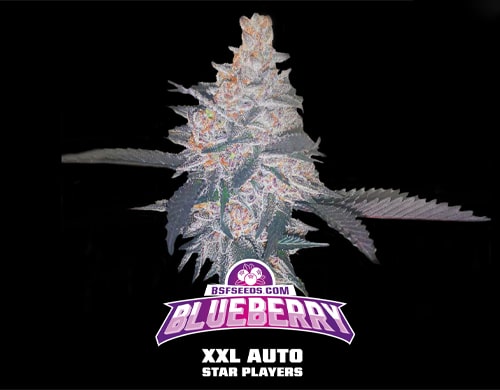 cannabis samen automatic Blueberry