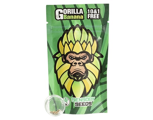 Cannabissamen gorilla banana