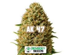 ak-47-sensoryseeds Harzige Blüte der Sorte AK 47 von Sensoryseeds