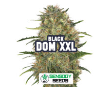 black-dom-xxl-sensoryseeds Harzige Blüte der Sorte Black Dom XXL von Sensoryseeds