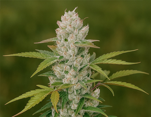 Girl Scout CookiesPflanze im Freien in der Blütephase