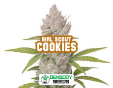 Harzige Blüte der Sorte Girl Scout Cookiesvon Sensoryseeds