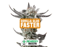 Harzige Blüte der Sorte Gorilla Glue Faster von Sensoryseeds