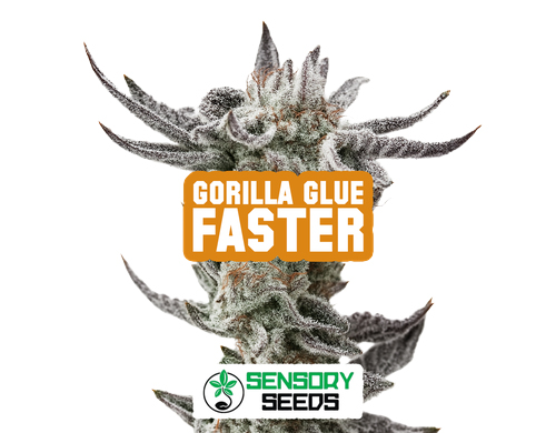 Harzige Blüte der Sorte Gorilla Glue Faster von Sensoryseeds