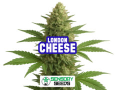Harzige Blüte der Sorte London Cheese von Sensoryseeds 