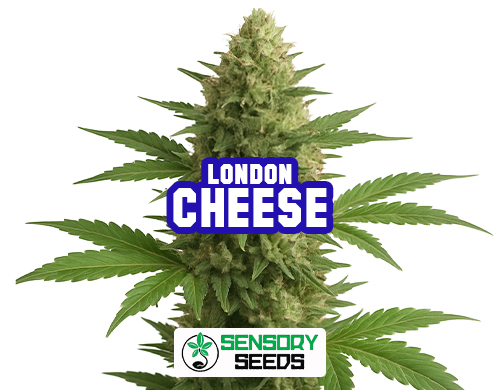 Harzige Blüte der Sorte London Cheese von Sensoryseeds