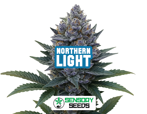 Harzige Blüte der Sorte Northern Light von Sensoryseeds