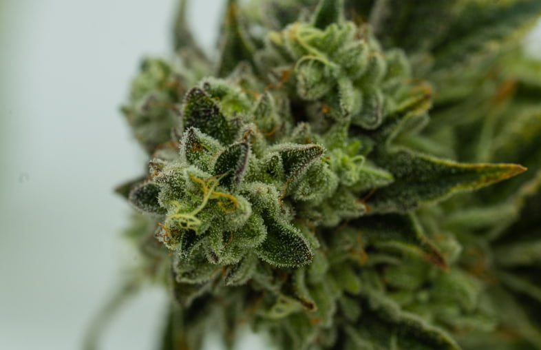 Das therapeutische Potenzial von Cannabis-Pinen 