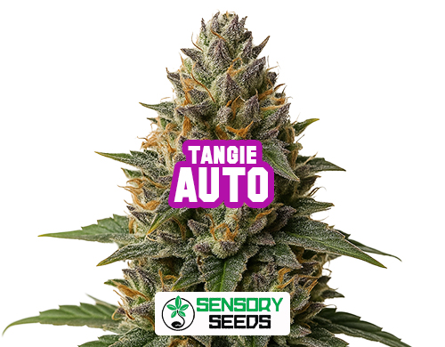 Harzige Blüte der Sorte Tangie Auto von Sensoryseeds