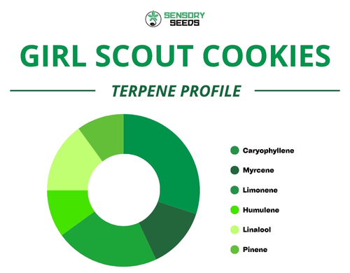 Kreisdiagramm des Terpenprofils der Sorte Girl Scout Cookies