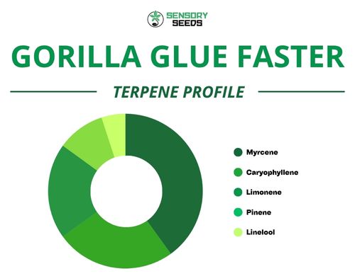 Kreisdiagramm des Terpenprofils der Sorte Gorilla Glue Faster