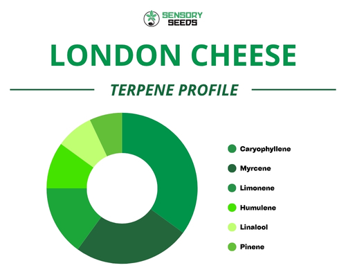 Kreisdiagramm des Terpenprofils der Sorte London Cheese