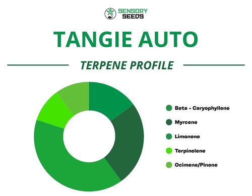 Kreisdiagramm des Terpenprofils der Sorte Tangie Auto