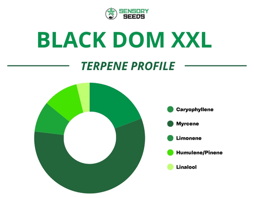 Kreisdiagramm des Terpenprofils der Sorte Black Dom XXL
