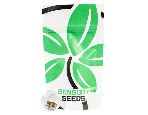 Offizielle Verpackung von Sensoryseeds mit Cannabissamen für Sammler