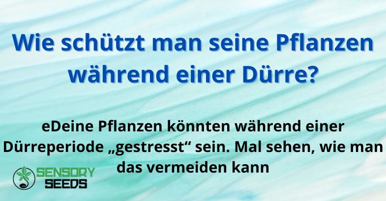 Wie schützt man seine Pflanzen während einer Dürre?