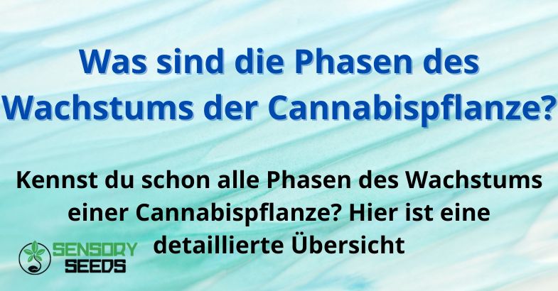 Was sind die Phasen des Wachstums der Cannabispflanze?