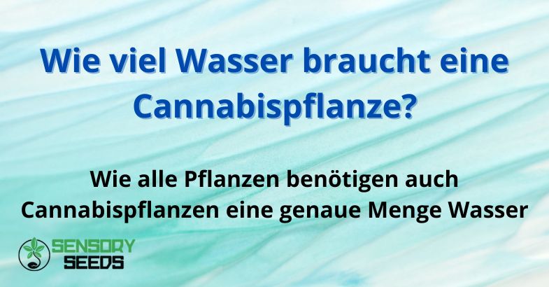 Wie viel Wasser braucht eine Cannabispflanze?