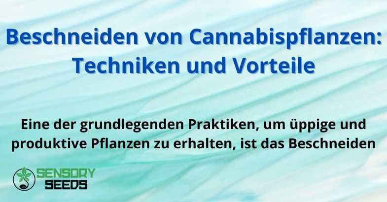 Beschneiden von Cannabispflanzen: Techniken und Vorteile