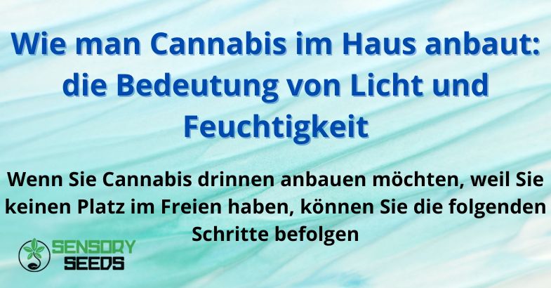 Wie man Cannabis im Haus anbaut: die Bedeutung von Licht und Feuchtigkeit