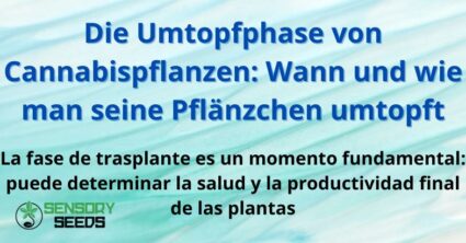 Die Umtopfphase von Cannabispflanzen